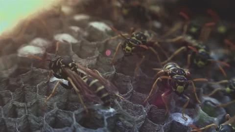 Wasps that ensure the proper functioning of a nest in which there are larvae, 動画素材 162135868