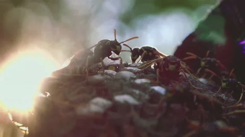 Wasps that ensure the proper functioning of a nest in which there are larvae, 動画素材 162135887