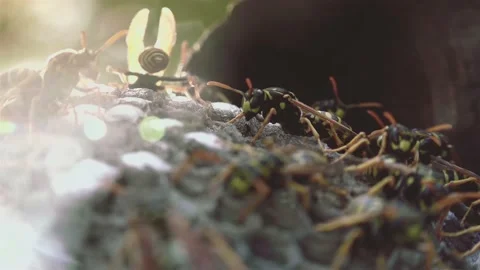 Wasps that ensure the proper functioning of a nest in which there are larvae, 動画素材 162135889