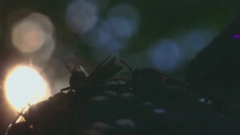 Wasps that ensure the proper functioning of a nest in which there are larvae, 動画素材 162135893