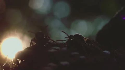 Wasps that ensure the proper functioning of a nest in which there are larvae, 動画素材 162135896
