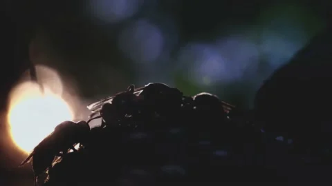 Wasps that ensure the proper functioning of a nest in which there are larvae, 動画素材 162135898