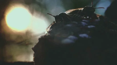 Wasps that ensure the proper functioning of a nest in which there are larvae, 動画素材 162135909