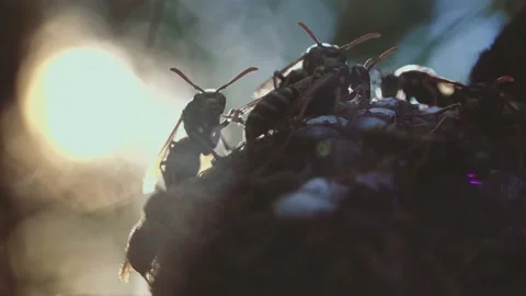 Wasps that ensure the proper functioning of a nest in which there are larvae, 動画素材 162135910