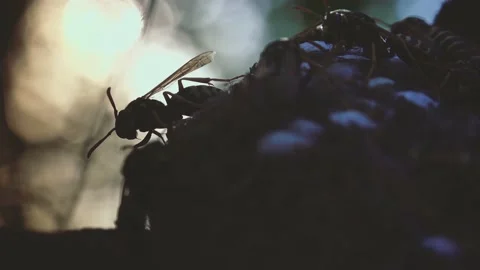 Wasps that ensure the proper functioning of a nest in which there are larvae, 動画素材 162135920