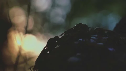 Wasps that ensure the proper functioning of a nest in which there are larvae, 動画素材 162135922