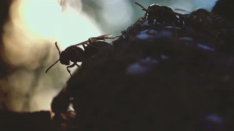Wasps that ensure the proper functioning of a nest in which there are larvae, Video stock 162135941