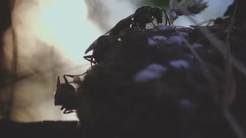 Wasps that ensure the proper functioning of a nest in which there are larvae, Video stock 162135954