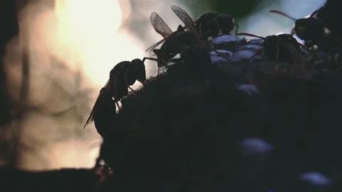 Wasps that ensure the proper functioning of a nest in which there are larvae, 動画素材 162135956