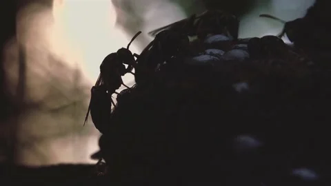Wasps that ensure the proper functioning of a nest in which there are larvae, 動画素材 162135959