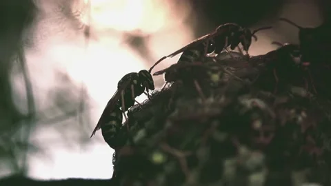Wasps that ensure the proper functioning of a nest in which there are larvae, Video stock 162135966
