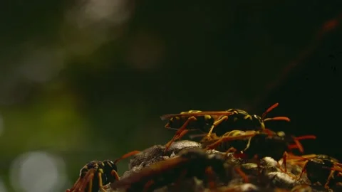 Wasps that ensure the proper functioning of a nest in which there are larvae, 動画素材 162135971