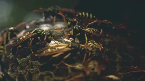 Wasps that ensure the proper functioning of a nest in which there are larvae, 動画素材 162135978