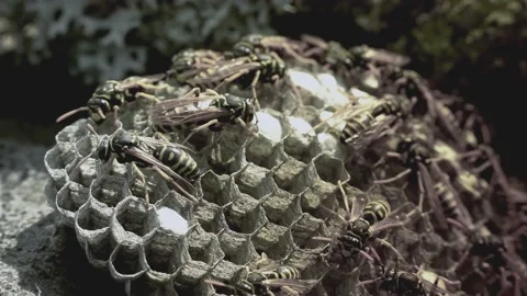 Wasps that ensure the proper functioning of a nest in which there are larvae, 動画素材 162135980