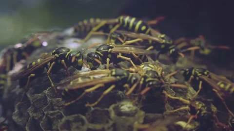 Wasps that ensure the proper functioning of a nest in which there are larvae, 動画素材 162135981