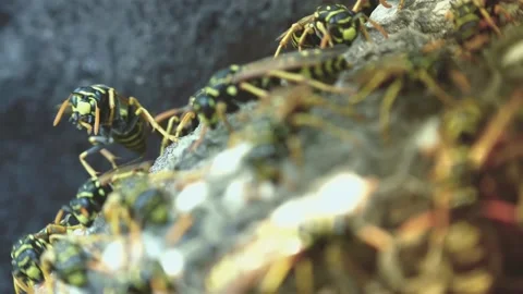 Wasps that ensure the proper functioning of a nest in which there are larvae, Video stock 162135990