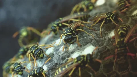 Wasps that ensure the proper functioning of a nest in which there are larvae, 動画素材 162136001