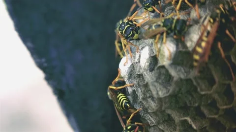 Wasps that ensure the proper functioning of a nest in which there are larvae, Video stock 162136004