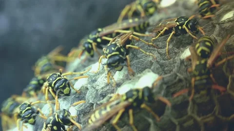 Wasps that ensure the proper functioning of a nest in which there are larvae, Video stock 162136007