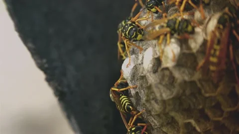 Wasps that ensure the proper functioning of a nest in which there are larvae, Video stock 162136008