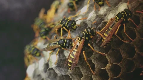 Wasps that ensure the proper functioning of a nest in which there are larvae, Video stock 162136013