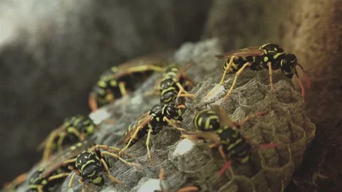Wasps that ensure the proper functioning of a nest in which there are larvae, 動画素材 162136027