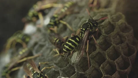 Wasps that ensure the proper functioning of a nest in which there are larvae, 動画素材 162136032