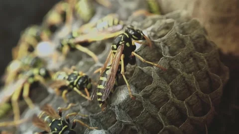 Wasps that ensure the proper functioning of a nest in which there are larvae, 動画素材 162136033