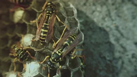 Wasps that ensure the proper functioning of a nest in which there are larvae, Video stock 162136035