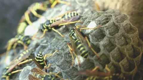 Wasps that ensure the proper functioning of a nest in which there are larvae, Video stock 162136036