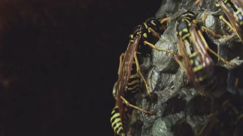 Wasps that ensure the proper functioning of a nest in which there are larvae, Video stock 162136045