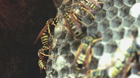Wasps that ensure the proper functioning of a nest in which there are larvae, 動画素材 162136050