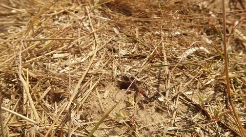 Wasps Enter and Exit Through the Ground Entrance Covered With Dry Grass Stock Footage 60430788