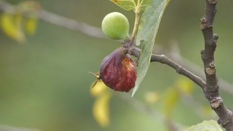 Wasps That Feed On Rotten Fruit Stock-Footage 330390363