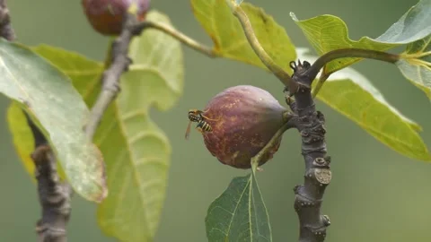 Wasps That Feed On Rotten Fruit Stock Footage 332354041