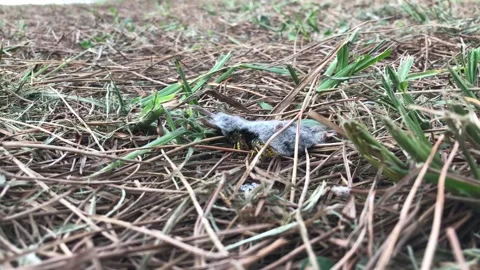 Wasps Feeding on Dead Mouse in Forest Undergrowth Vídeos de archivo 333522594