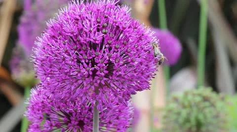 Wasps feeding Video stock 12592045