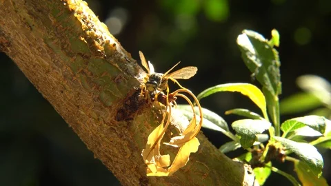Wasps fighting Stock Footage 106207263