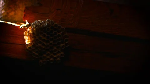 The wasps flew home Stock Footage 88506561