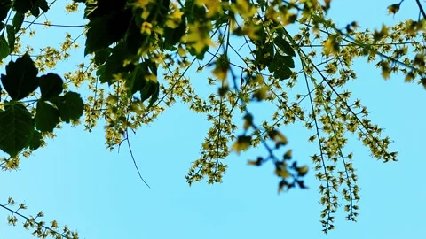 Wasps fly around the soap tree pollinating flowers Stock Footage 157152663