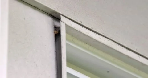Wasps flying in &amp;amp; out from their nest / hive in house window sill - 4K Stock-Footage 204092641