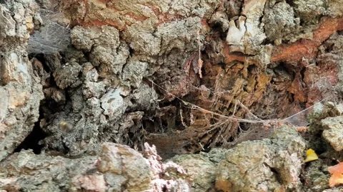 Wasps flying and ants crawling on a textured tree trunk near a nest Stock Footage 342060504