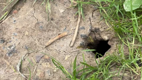 Wasps flying in and out of underground nest entrance hole in dry ground 库存影片 344128908