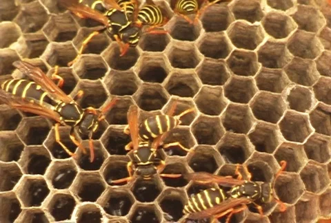 Wasps 動画素材 830042