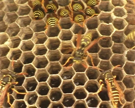 Wasps 動画素材 830046