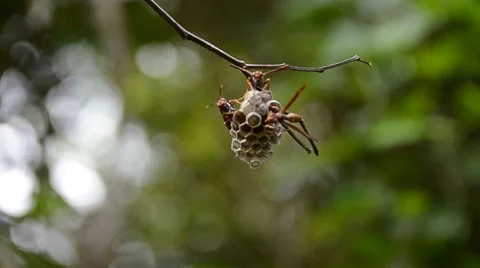 Wasps Stock Footage 5945732