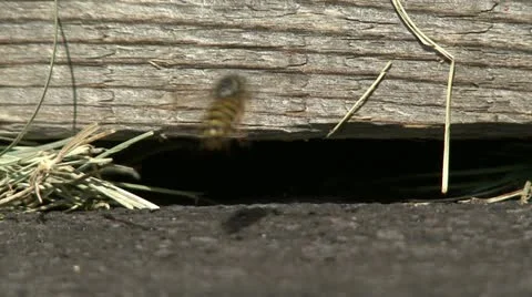 Wasps Stock Footage 10825575