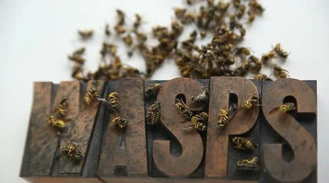 Wasps Stock Footage 12581405