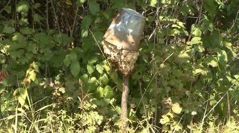 Wasps Stock Footage 18189794