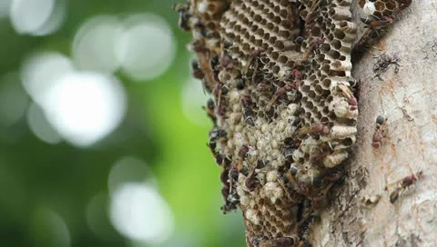 Wasps Video stock 25654221